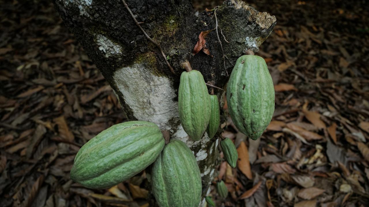 cacao Africa crédito foto Reuters