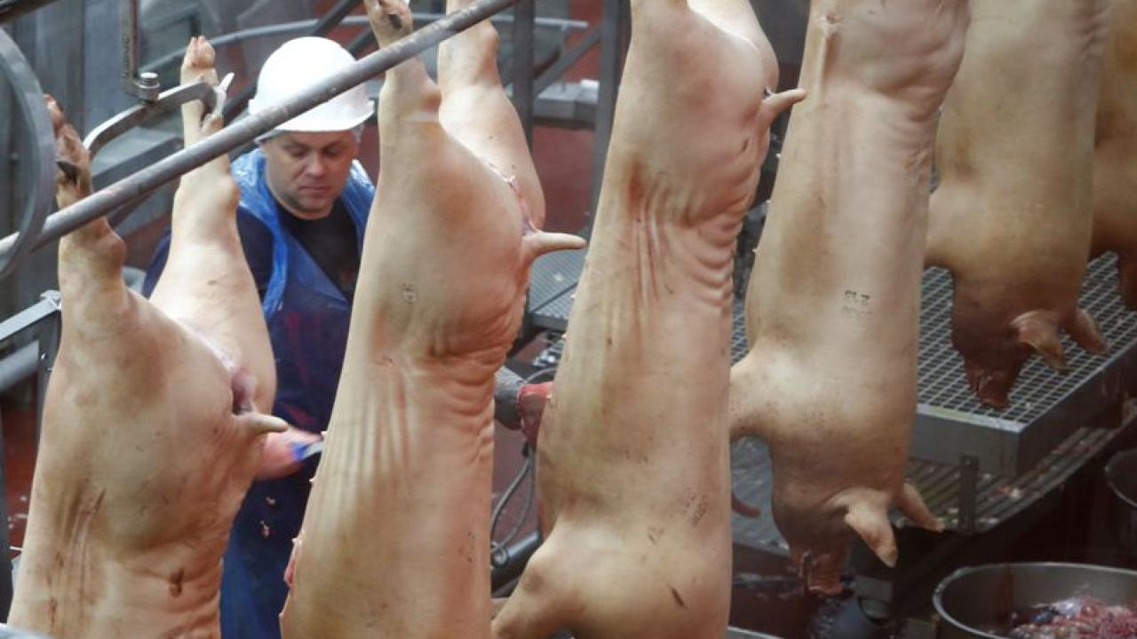 Carne porcina. Foto: Reuters.  