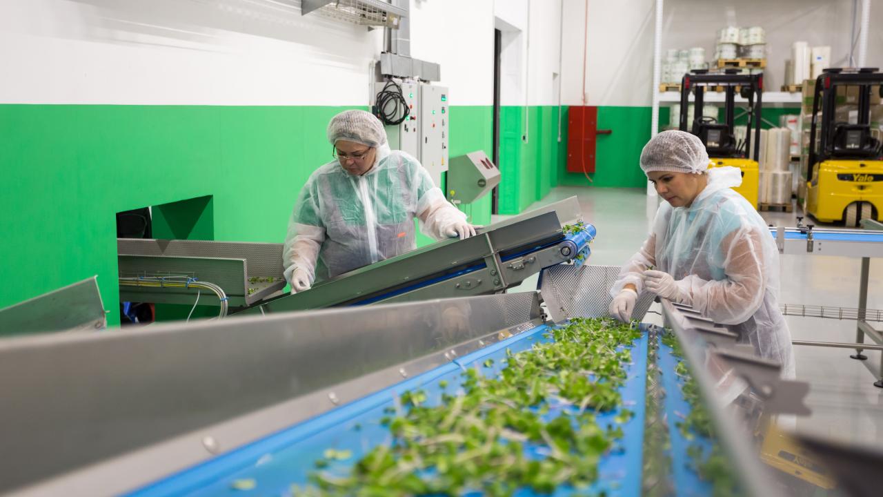 Trabajadoras en planta agroindustrial