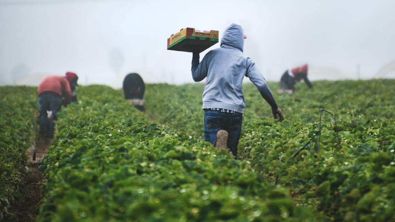 Trabajadores en el campo