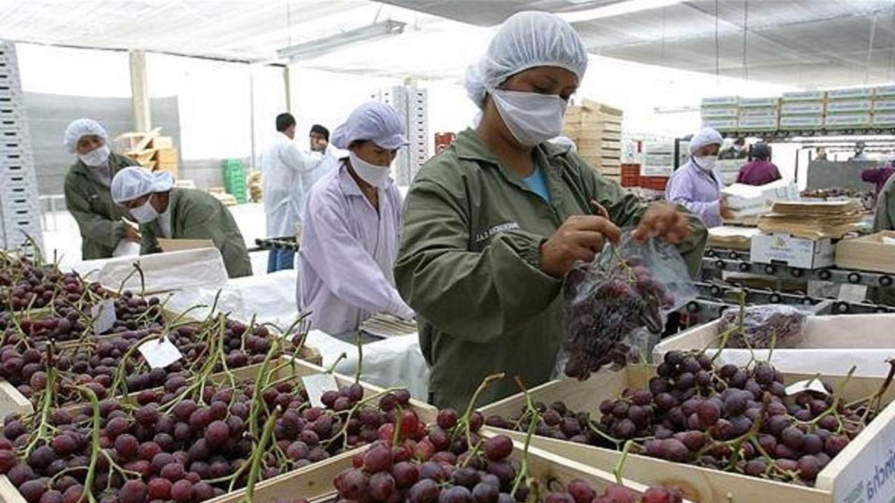 Perú se proyecta como el primer exportador mundial de uvas frescas | AméricaEconomía