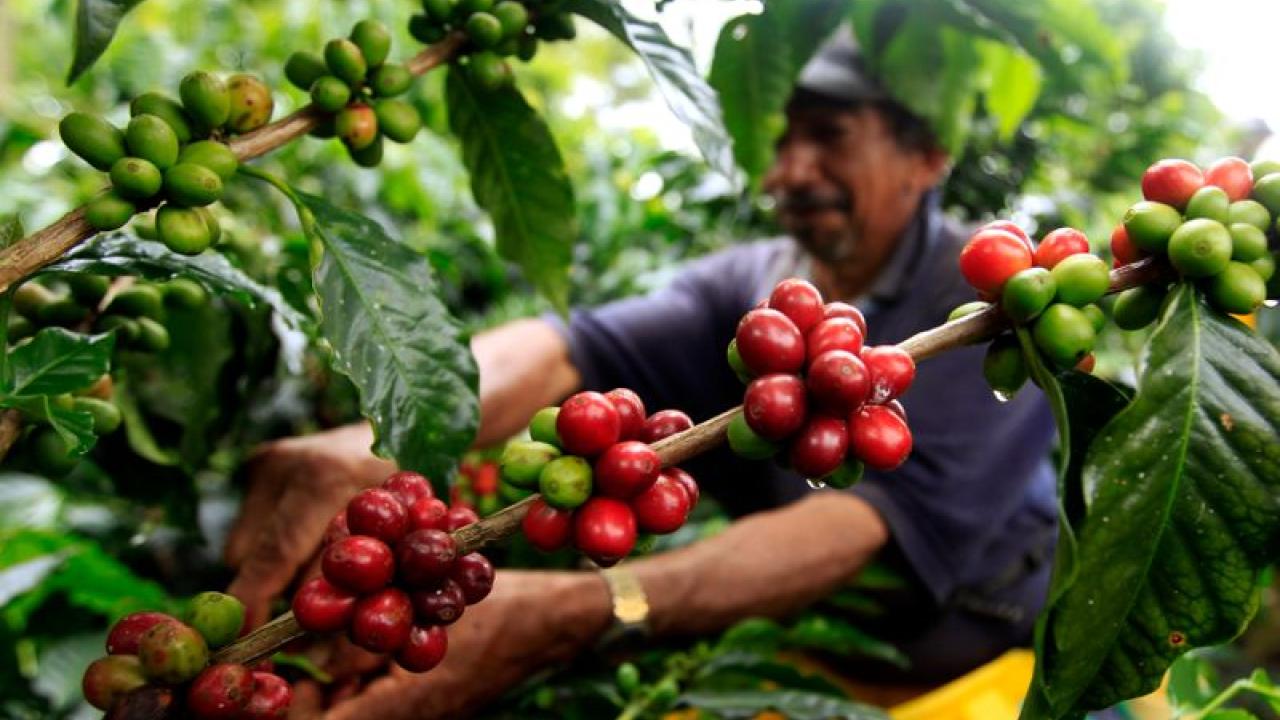 Cafe colombiano. Foto: Reuters. 