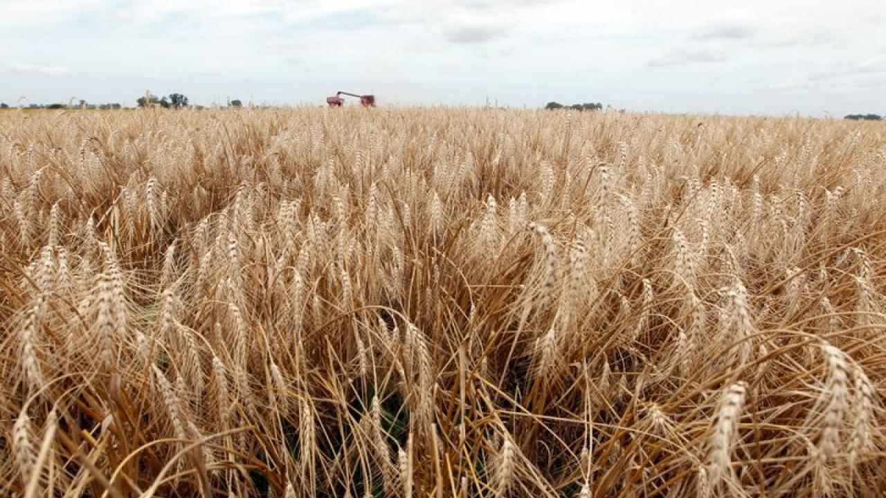 Sequías trigo. Foto: Reuters.