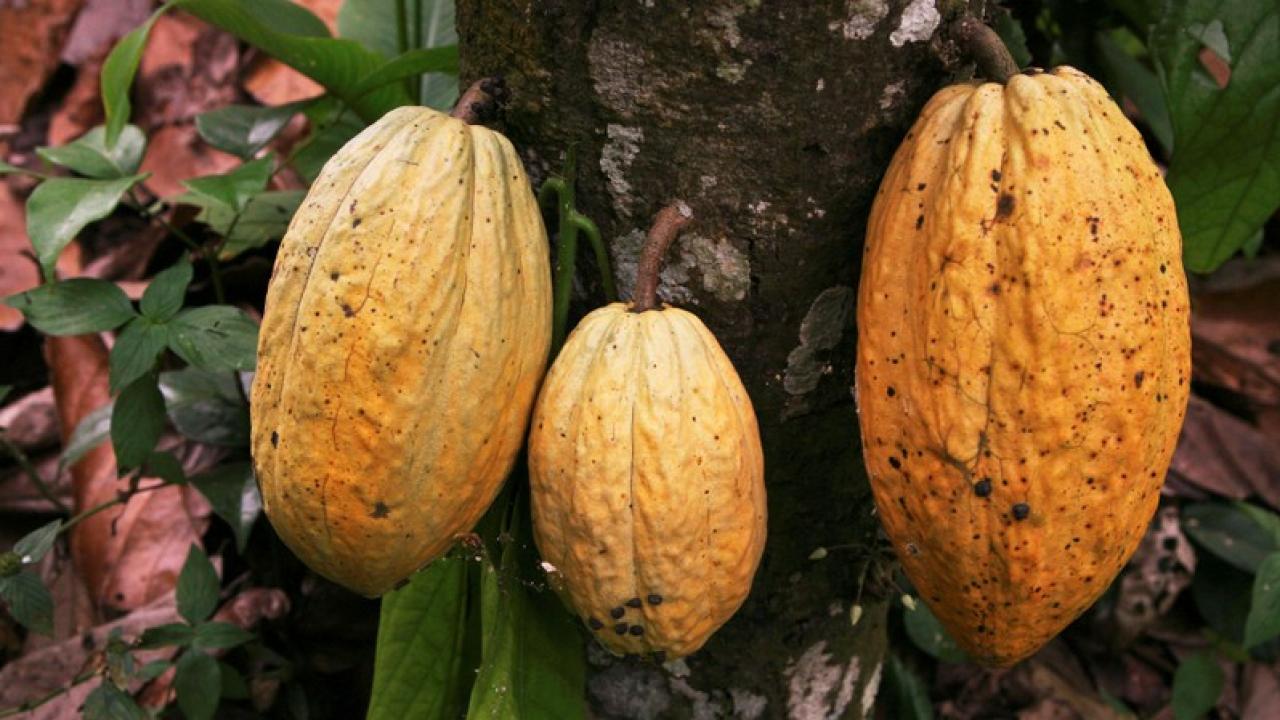 Cacao. Foto: Reuters. 