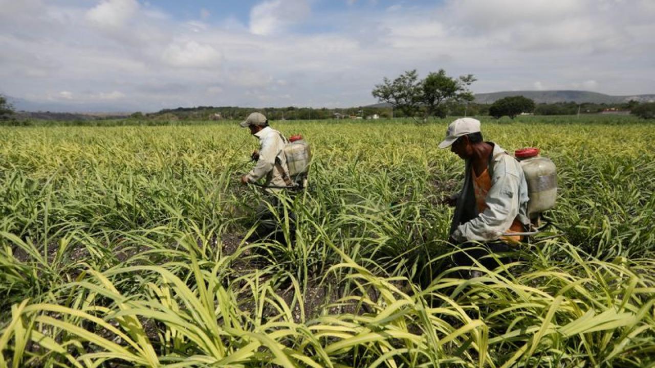 Azúcar en México. Foto: Reuters. 