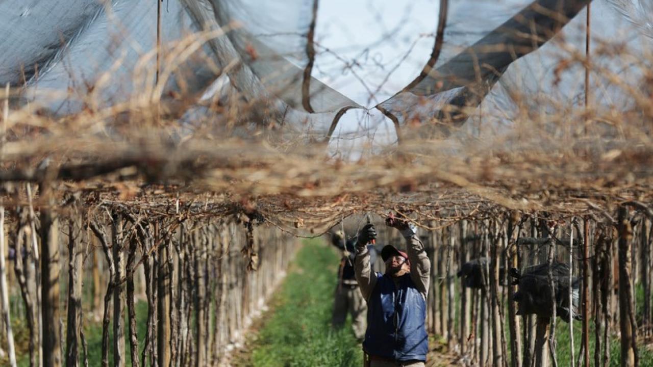 Cosecha en Argentina. Foto: Reuters. 