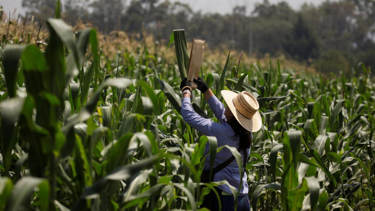 maiz amarillo México crédito Reuters