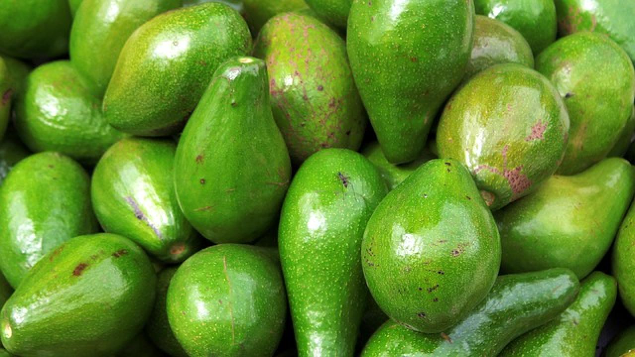 Chile is positioned as the second largest consumer of avocado in the ...