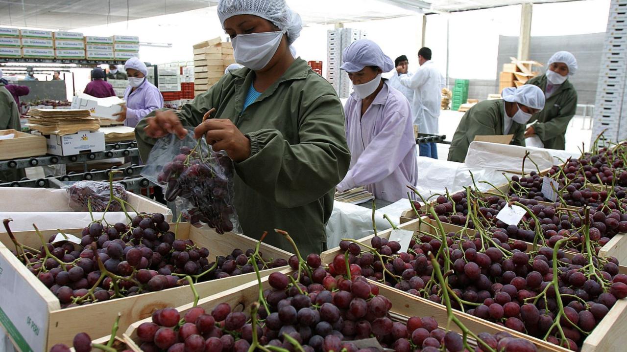 Agroindustria peruana está perdiendo US$ 100 millones por protestas