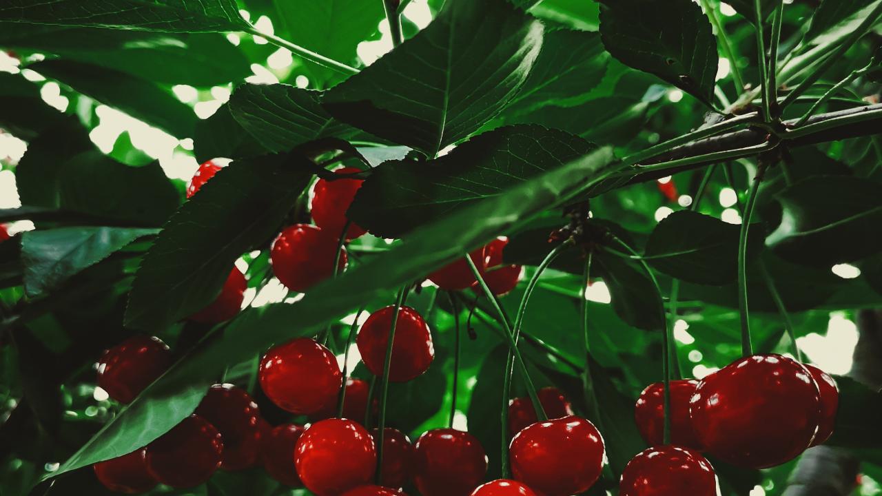 Parte a China el primer embarque directo de cerezas desde la región chilena de Bío Bío