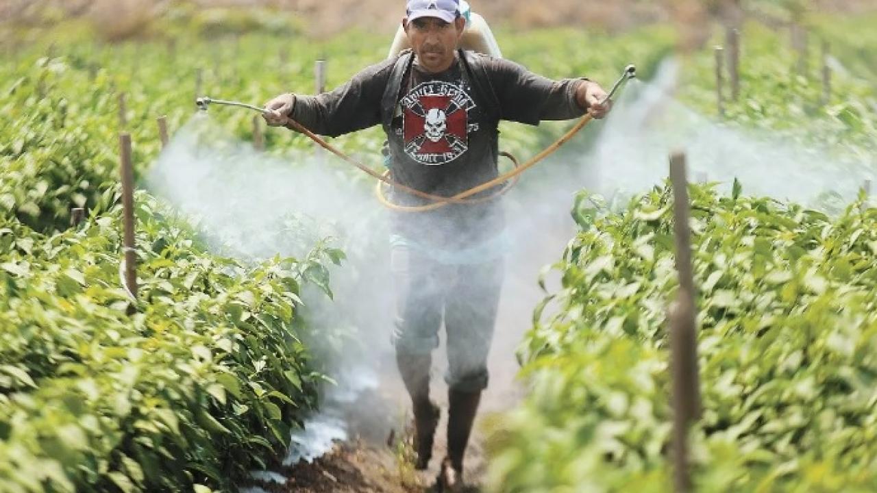 Mexicanos, entre los trabajadores más maltratados en Canadá