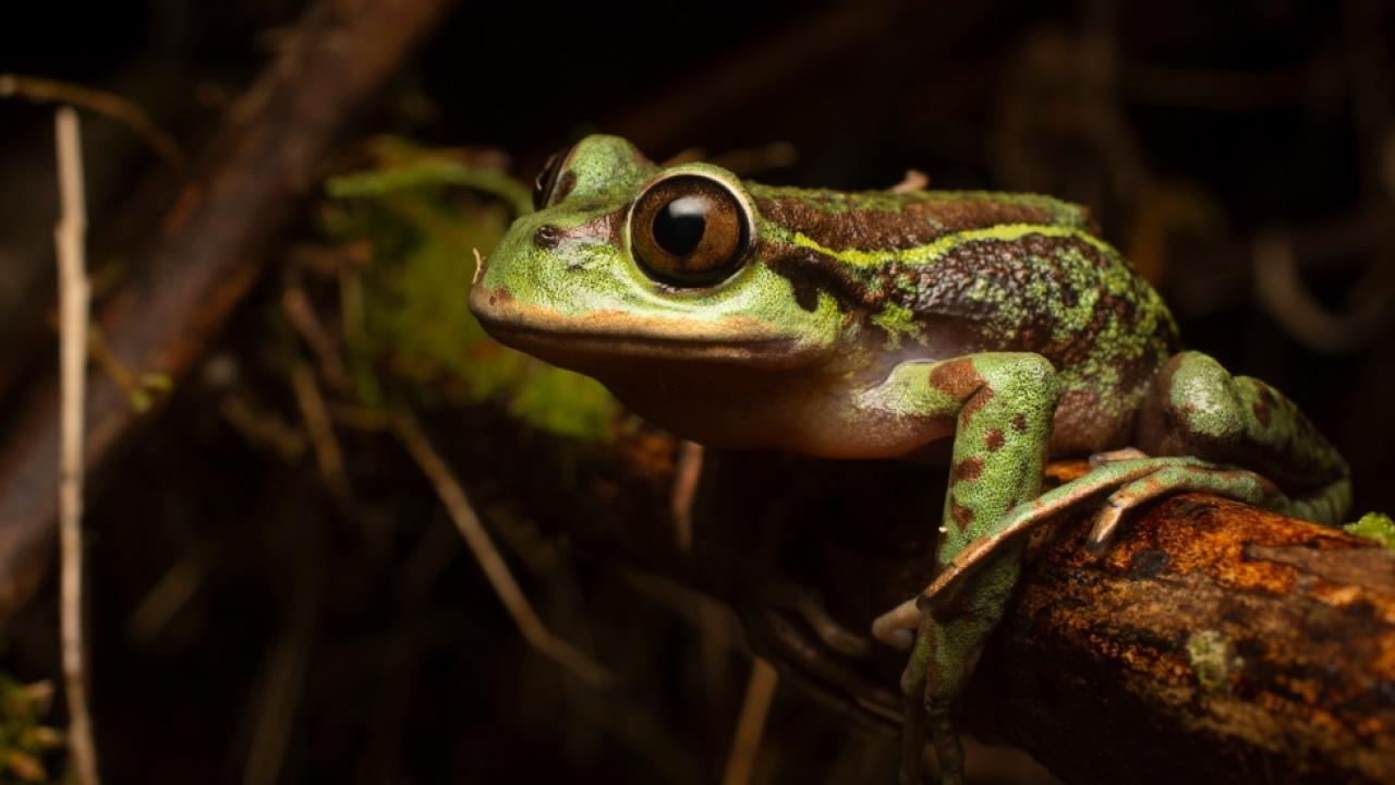 Monitoreo de fauna con ADN permite identificar 13 nuevas especies en Chile