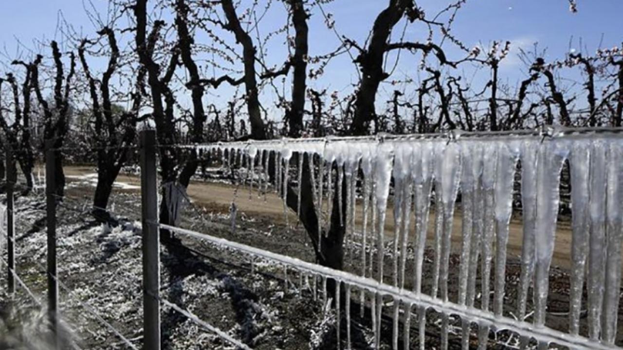 Vendimia en Argentina está marcada por contingencias climáticas