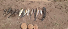 A 12 pescados ha reducido la faena de un pescador en el río Ranchería la explotación de la mina de carbón el Cerrejón con 69.000 hectáreas de extensión.