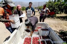 Cerezas. Foto: Xinhua. 