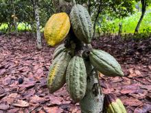 Cacao. Foto: Reuters. 