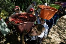 Café brasileño. Foto: Reuters. 