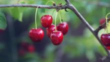 cerezas, crédito foto Maersk