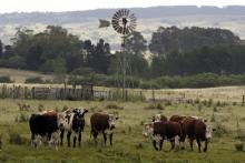 Vacas. Foto: Reuters. 