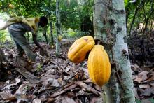 Cacao. Foto: Reuters. 