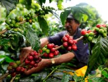 Cafe colombiano. Foto: Reuters. 