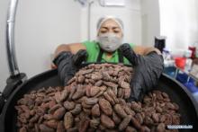 Cacao. Foto: XInhua. 