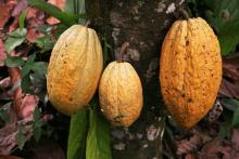 Cacao. Foto: Reuters. 