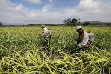 Azúcar en México. Foto: Reuters. 