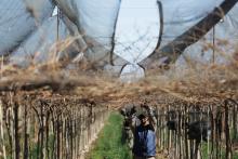 Cosecha en Argentina. Foto: Reuters. 